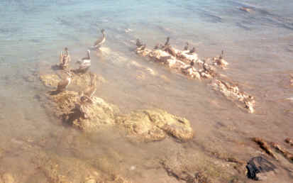 Mazatlan - aalscholvers en pelikanen