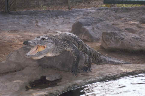 Mazatlan - Acuario - crocodillo