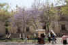 Guadalajara - Plaza de la Liberacion met paarsbloesemende boom